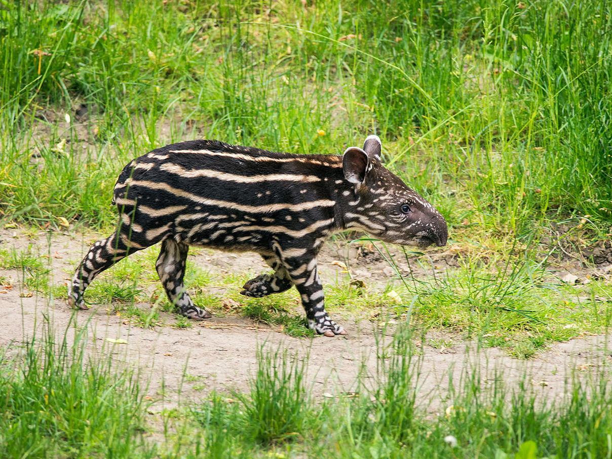 Junger Flachlandtapir © Miroslav _1 / istock / Getty Images Plus