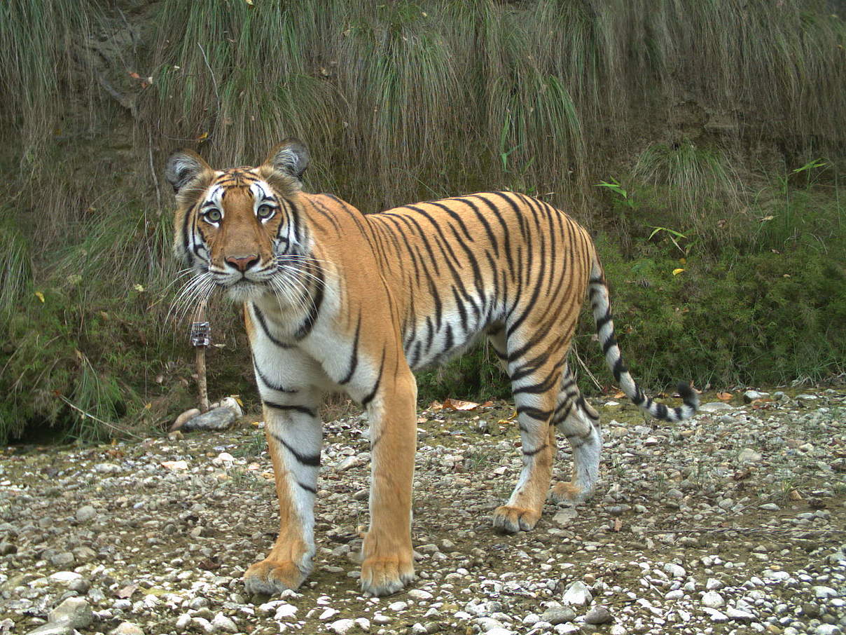 Ein Tiger fotografiert von einer Kamerafalle in Nepal © DNPWC / WWF-Nepal