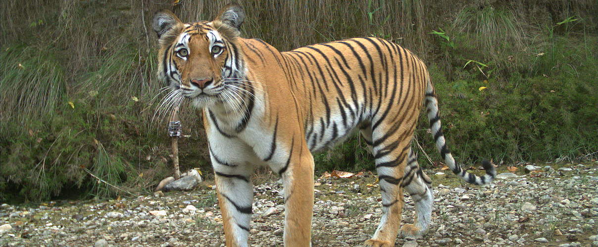 Ein Tiger fotografiert von einer Kamerafalle in Nepal © DNPWC / WWF-Nepal