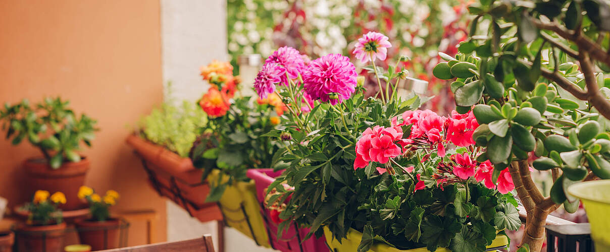 Blumenpracht auf dem Balkon © Anna Nahabed / iStock GettyImages