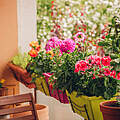 Blumenpracht auf dem Balkon © Anna Nahabed / iStock GettyImages
