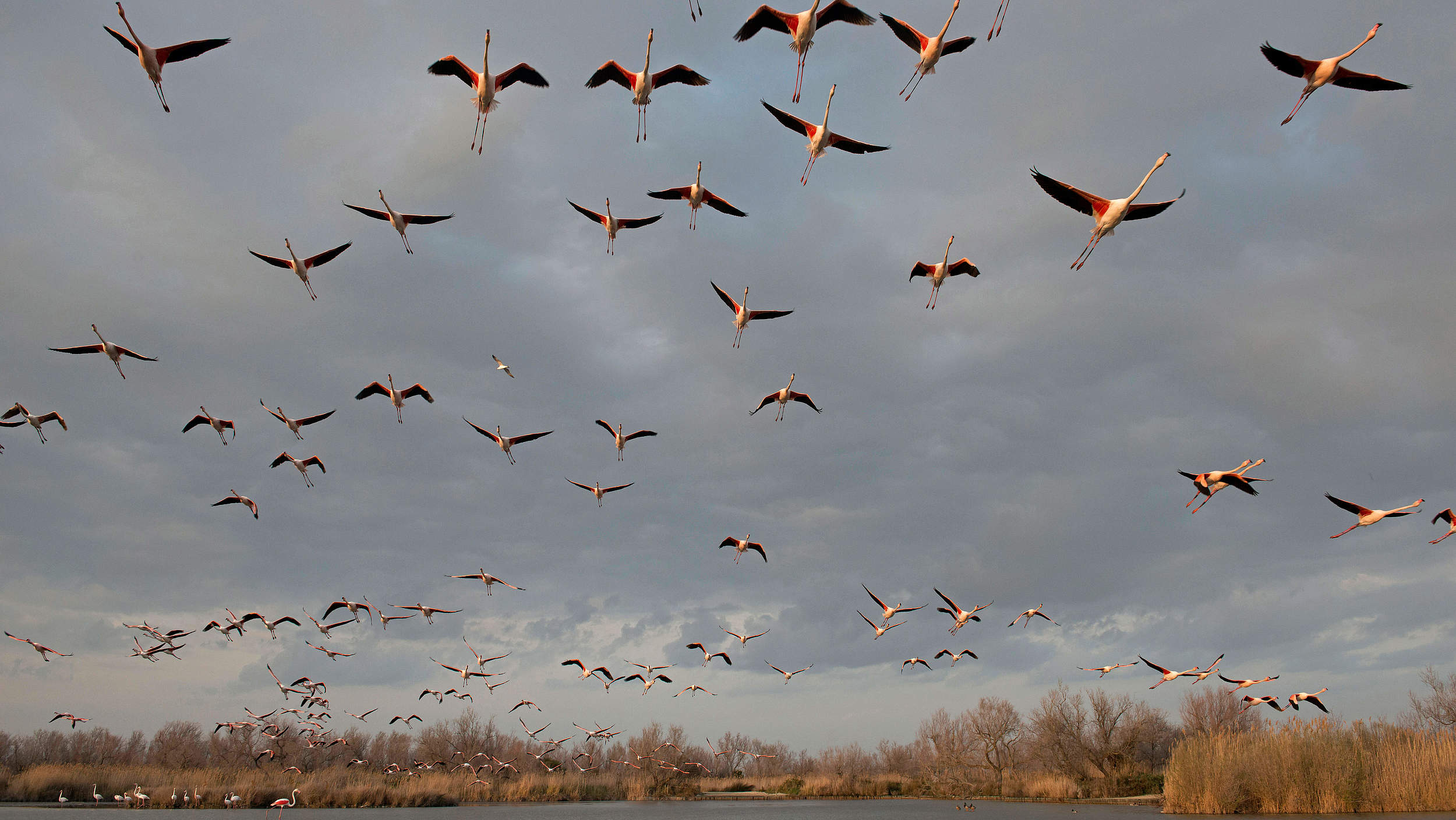 Flamingo-Schwarm © imago images / Nature Picture Library