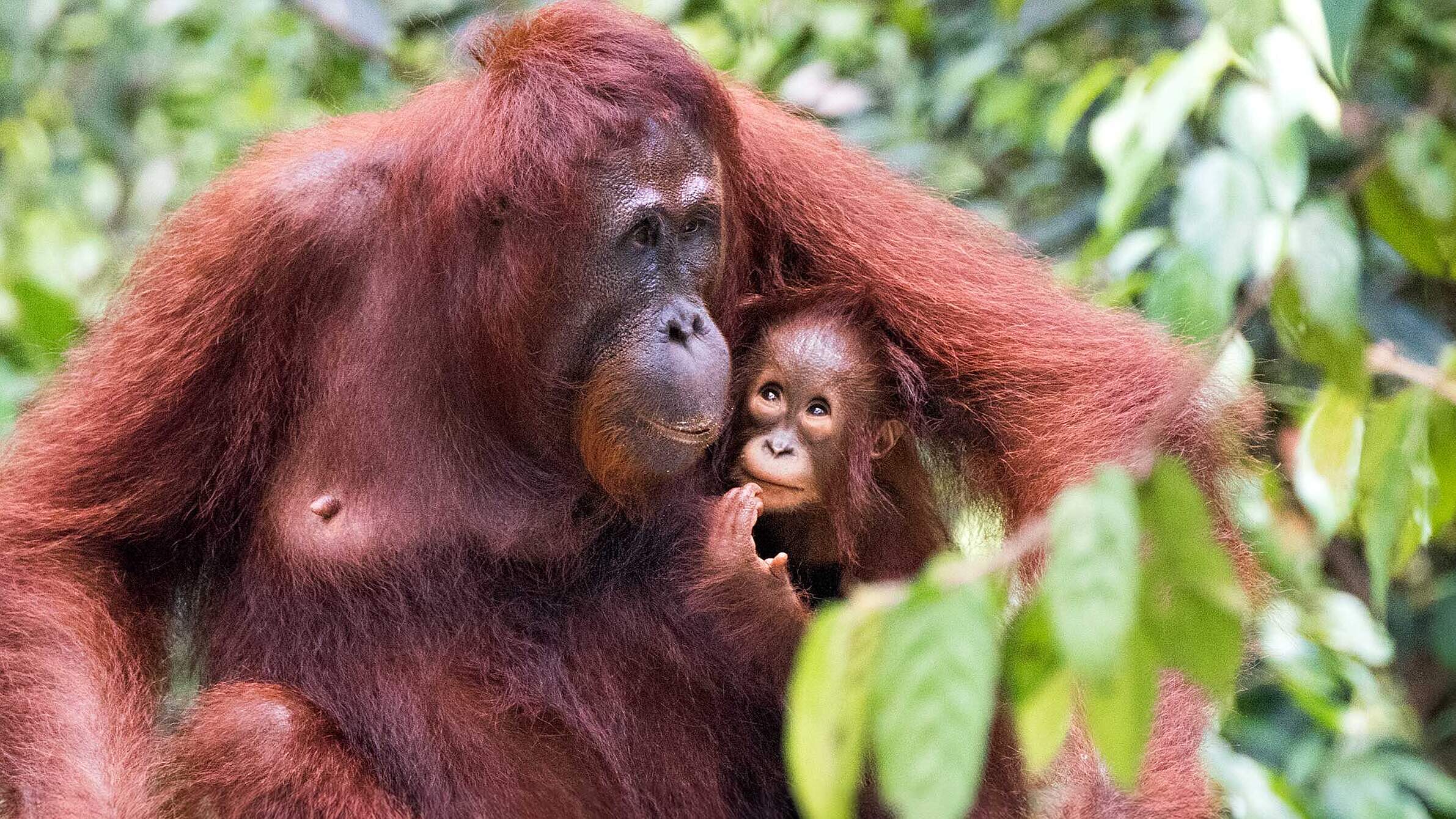 Orang-Utan Weibchen mit Jungem