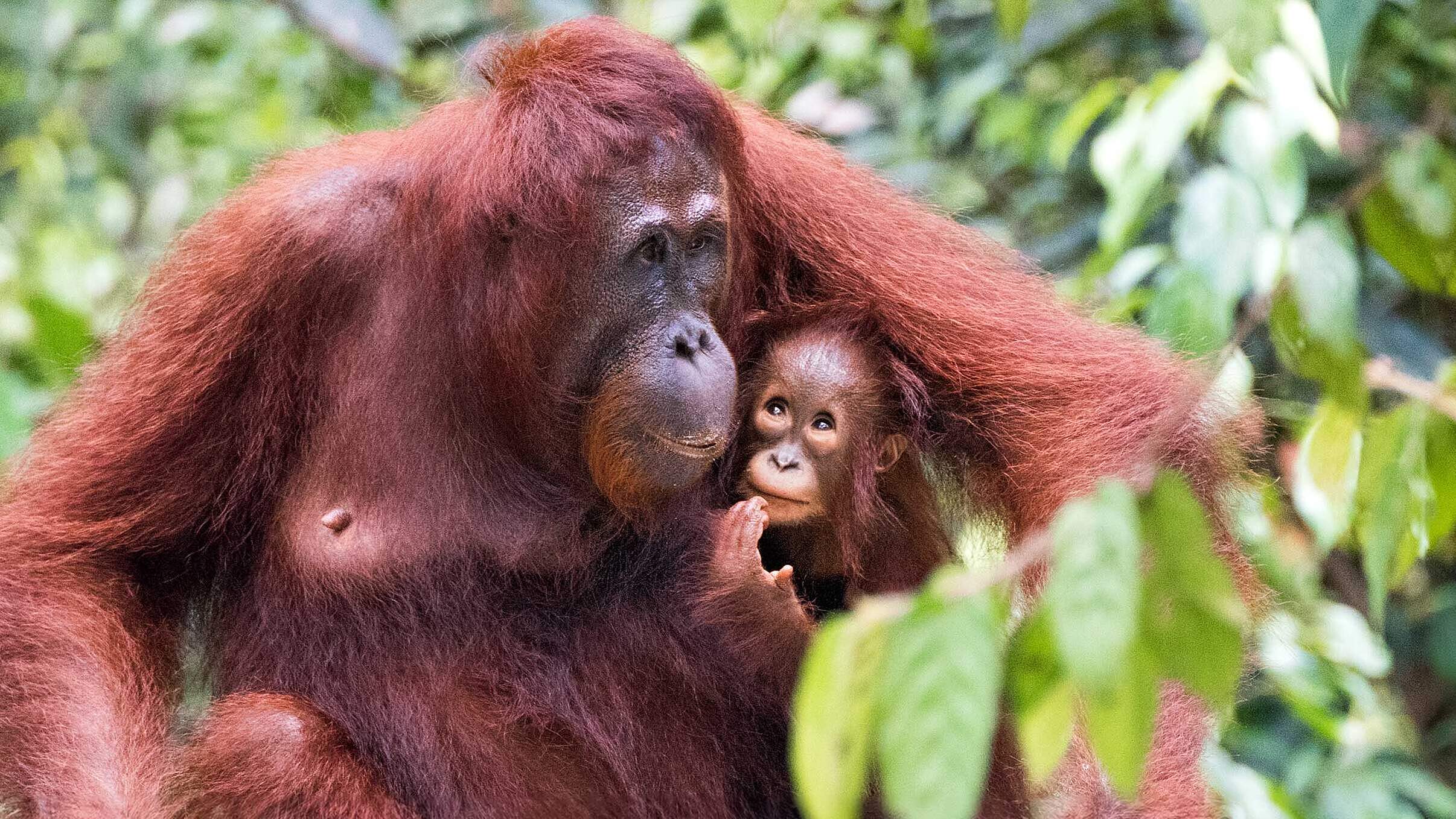 Orang-Utan Weibchen mit Jungem