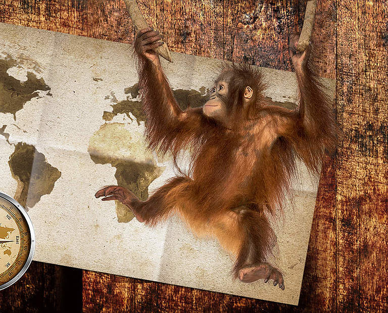 Paten Header Orang-Utan © WWF