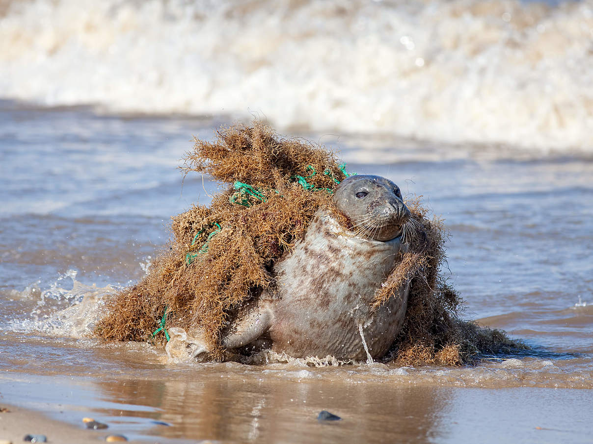 Robbe gefangen im Fischernetz © Shutterstock / Ian Dyball / WWF Peru
