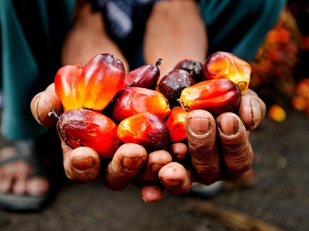 Kleinbauer zeigt Palmfrüchte © James Morgan / WWF