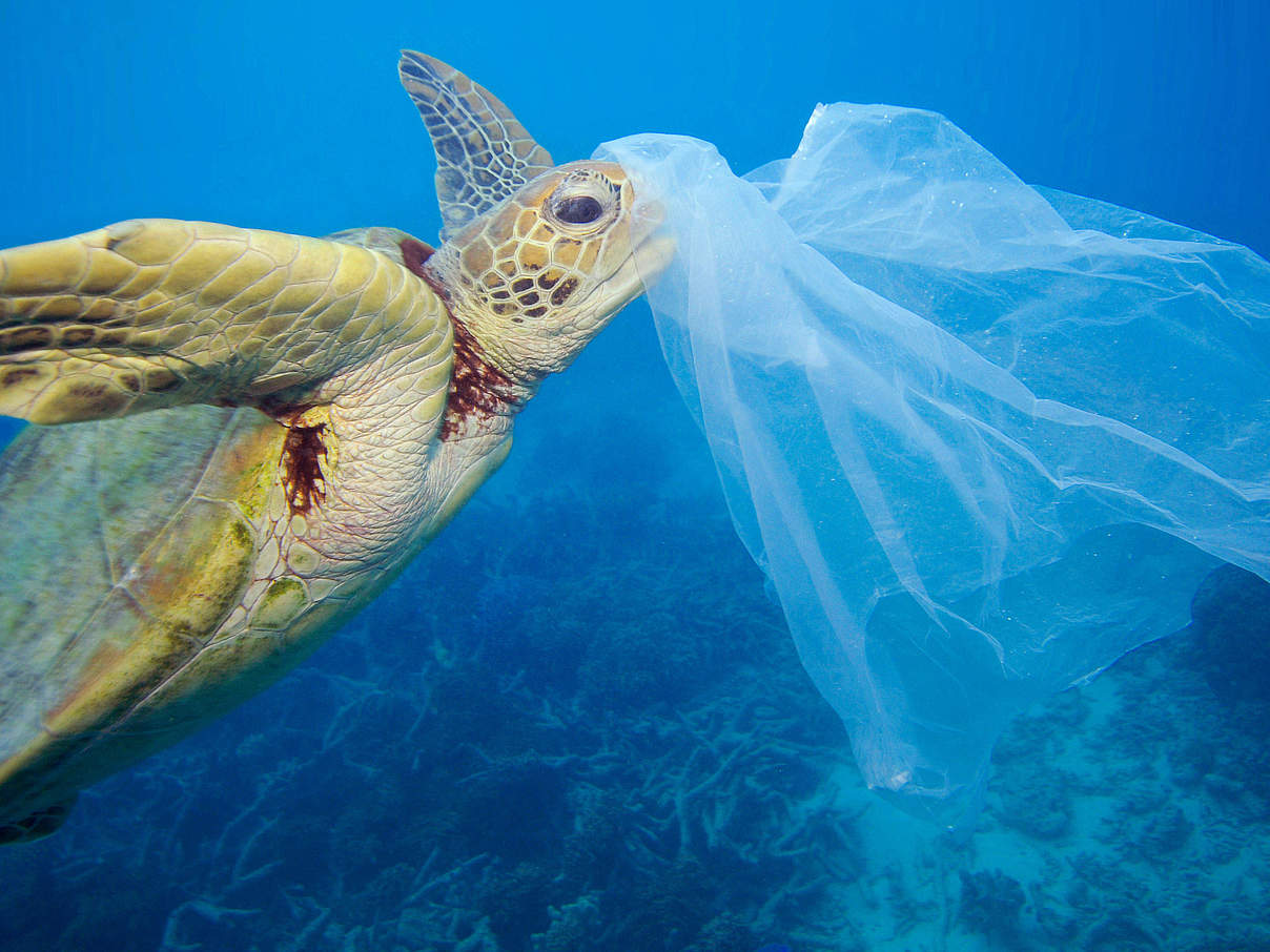 Plastiktüten sind eine Gefahr für die Meeresschildkröten © Troy Mayne / WWF