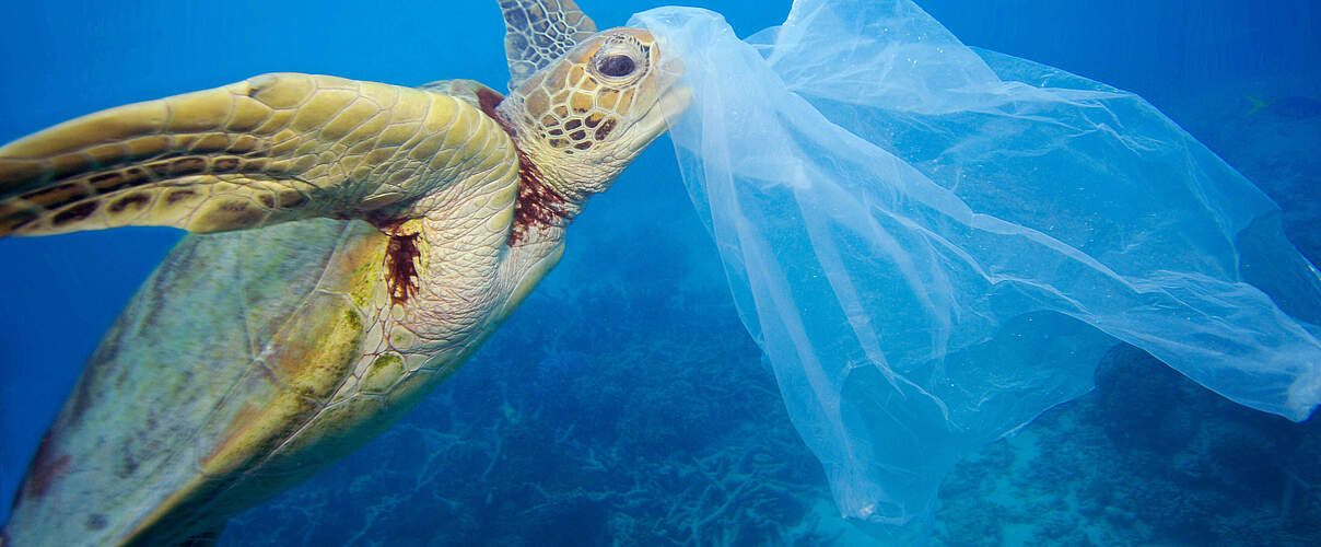 Plastiktüten sind eine Gefahr für die Meeresschildkröten © Troy Mayne / WWF