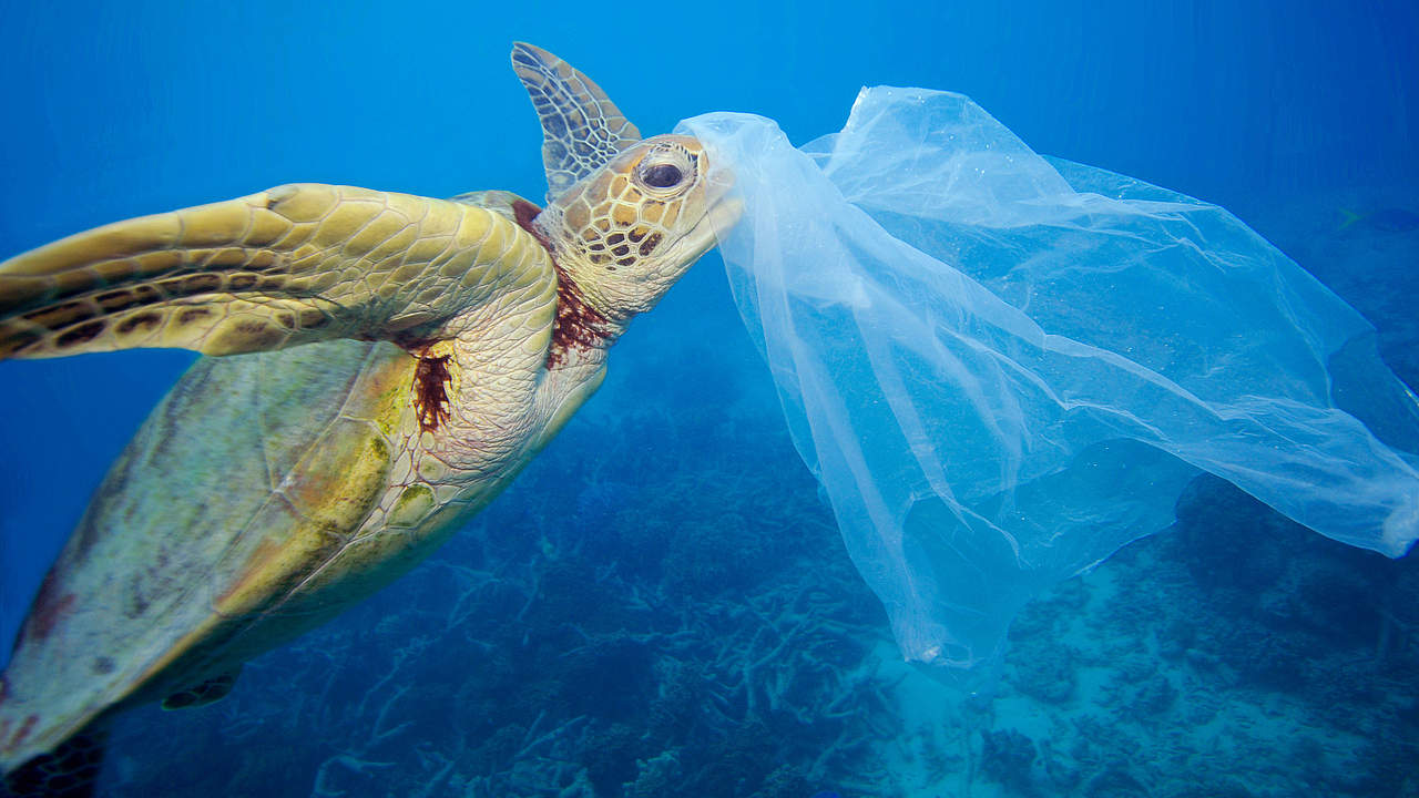 Plastiktüten sind eine Gefahr für die Meeresschildkröten © Troy Mayne / WWF