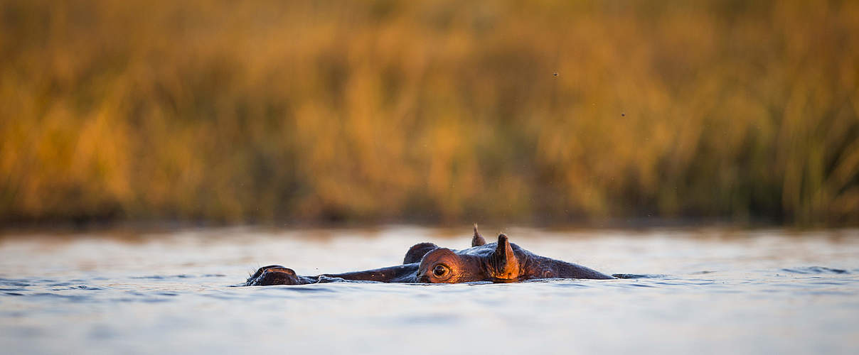 Ein Nilpferd in Namibia © Will Burrard-Lucas / WWF-US