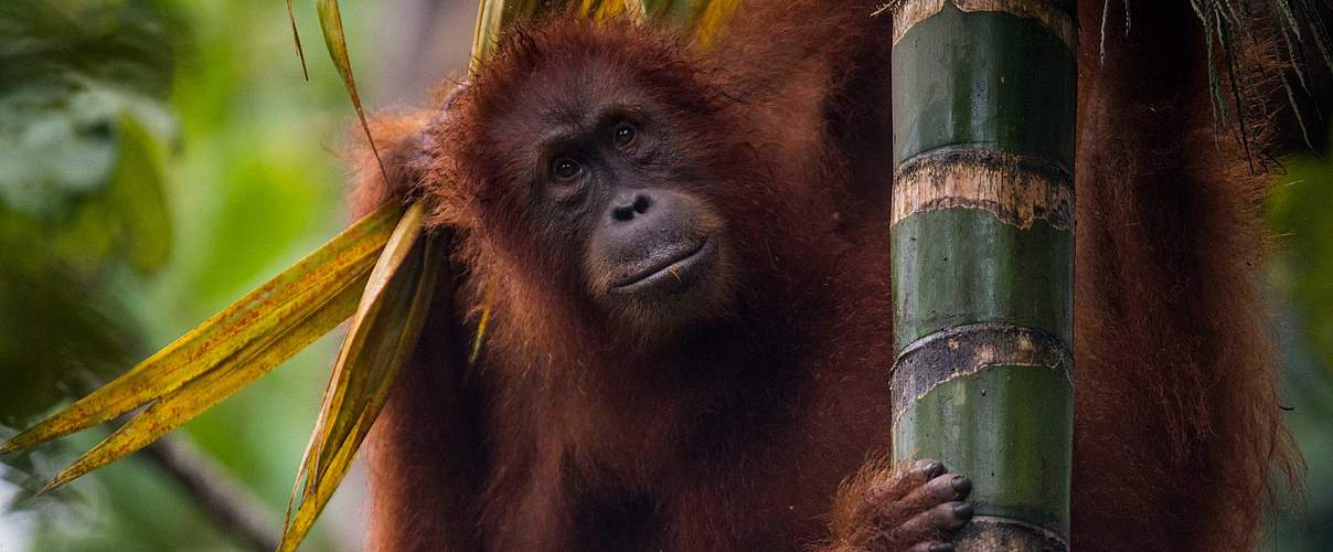 Orang-Utan in Bukit Tigapuluh © Neil Ever Osborne / WWF-US