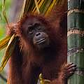 Orang-Utan in Bukit Tigapuluh © Neil Ever Osborne / WWF-US