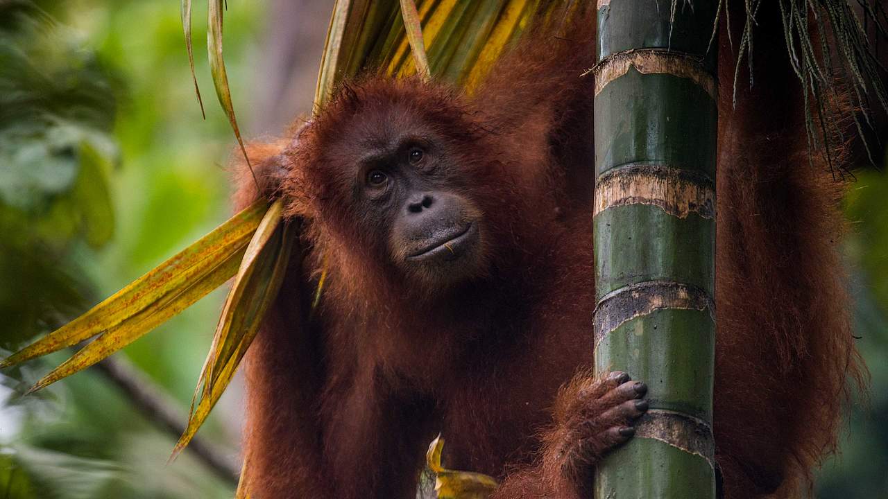 Orang-Utan in Bukit Tigapuluh © Neil Ever Osborne / WWF-US