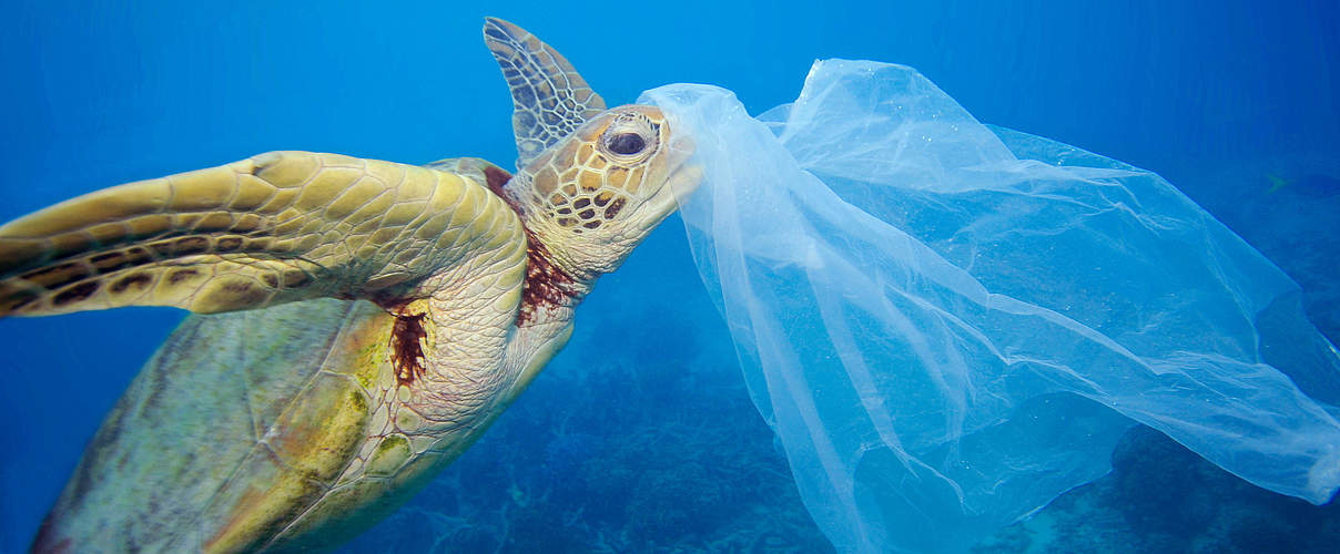 Plastik gefährdet die Meeresschildkröten © Troy Mayne