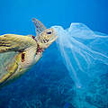 Plastik gefährdet die Meeresschildkröten © Troy Mayne