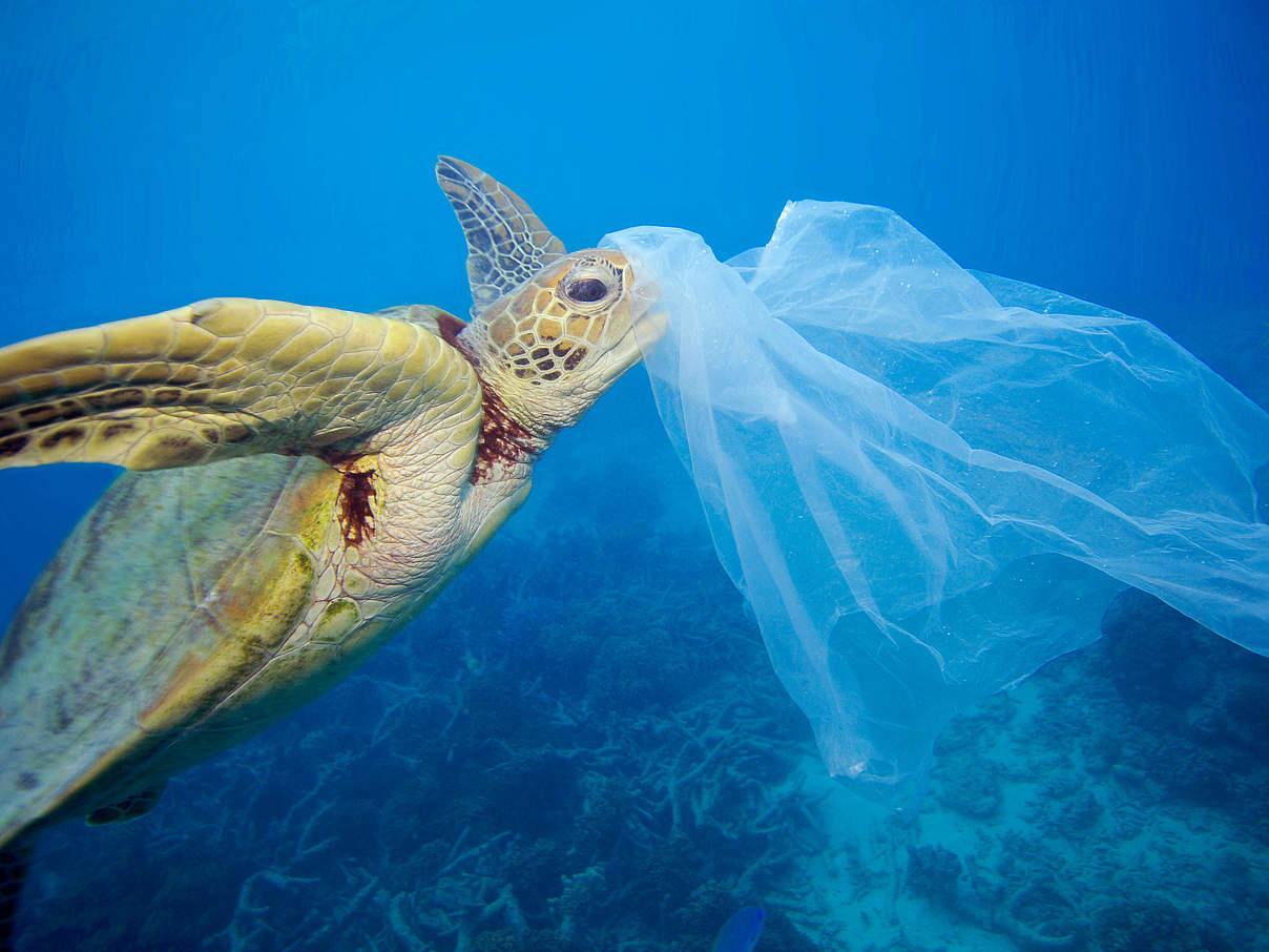 Plastik gefährdet die Meeresschildkröten © Troy Mayne