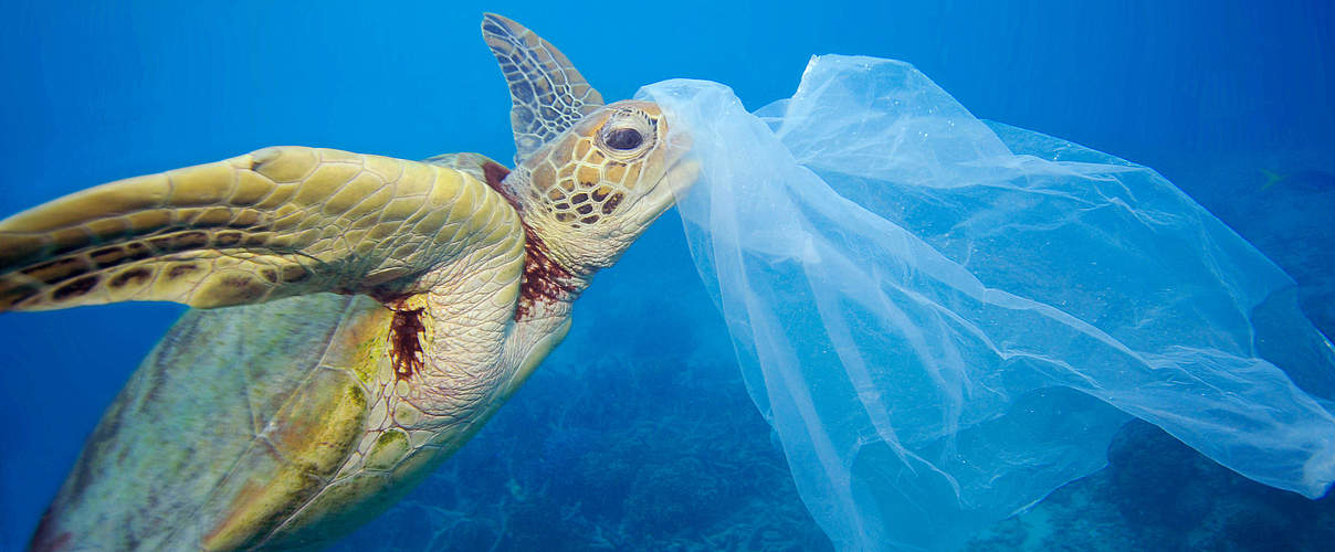 Plastik gefährdet die Meeresschildkröten © Troy Mayne