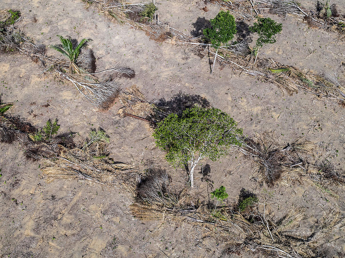 Vernichteter Wald nahe einer Soja-Plantage, Brasilien © Marizilda Cruppe / WWF-UK