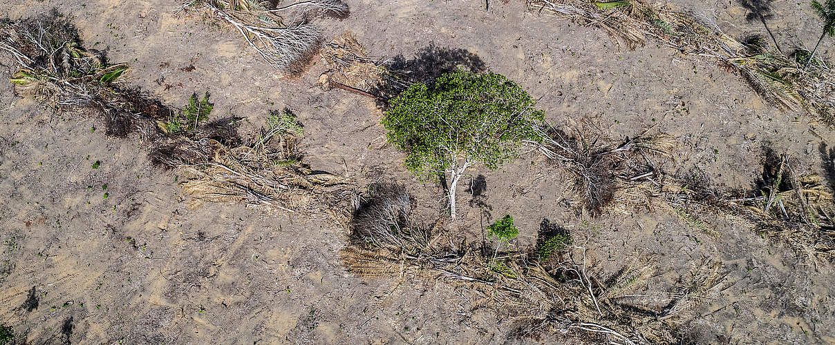 Vernichteter Wald nahe einer Soja-Plantage, Brasilien © Marizilda Cruppe / WWF-UK
