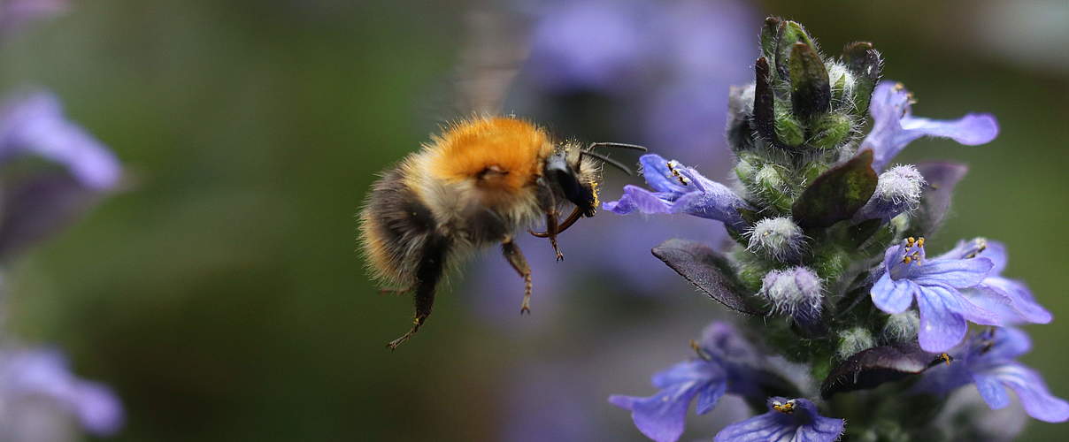 Ackerhummel (Bombus pascuorum) © Christoph Bause / WWF