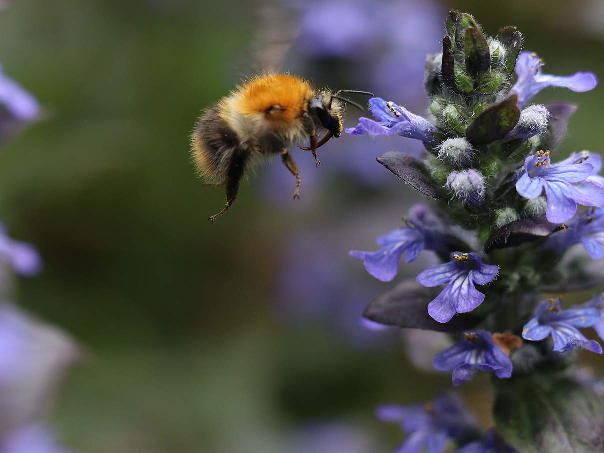 Ackerhummel (Bombus pascuorum) © Christoph Bause / WWF