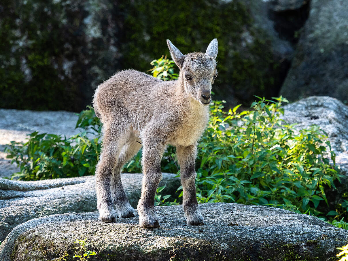 Erwachsene Steinböcke haben keine natürlichen Feinde. Jungtiere stehen auf dem Speiseplan von Steinadlern und Füchsen. © Rudolf-Ernst-iStock-Getty-Images