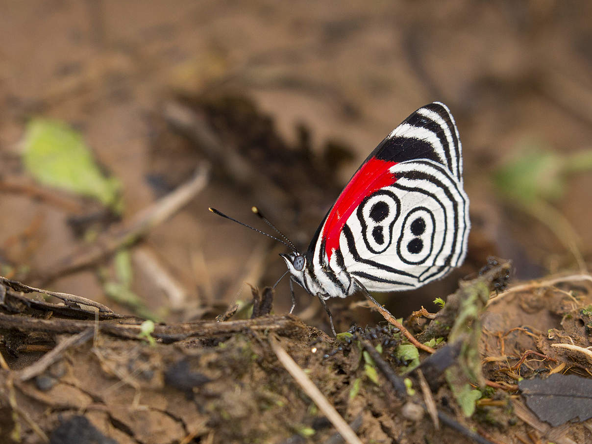 Eighty-eight Schmetterling © Day's Edge Productions / WWF-US 