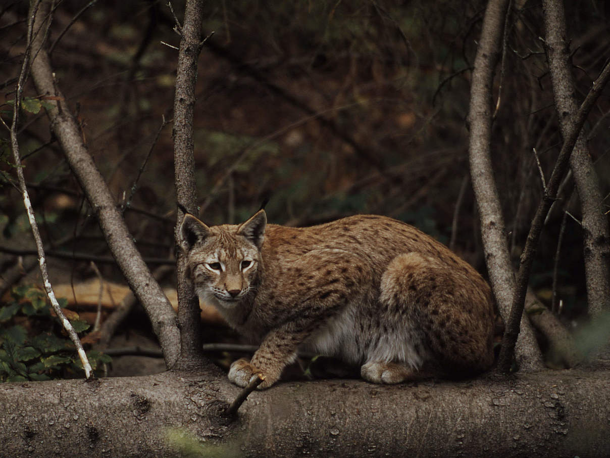 Luchs im Bayerischen Wald © Fritz Pölking / WWF