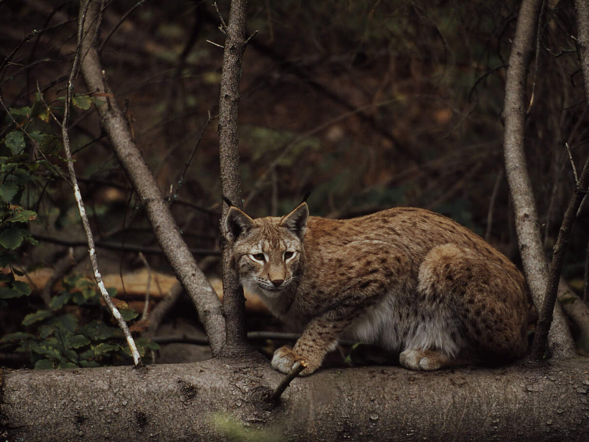 Luchs im Bayerischen Wald © Fritz Pölking / WWF