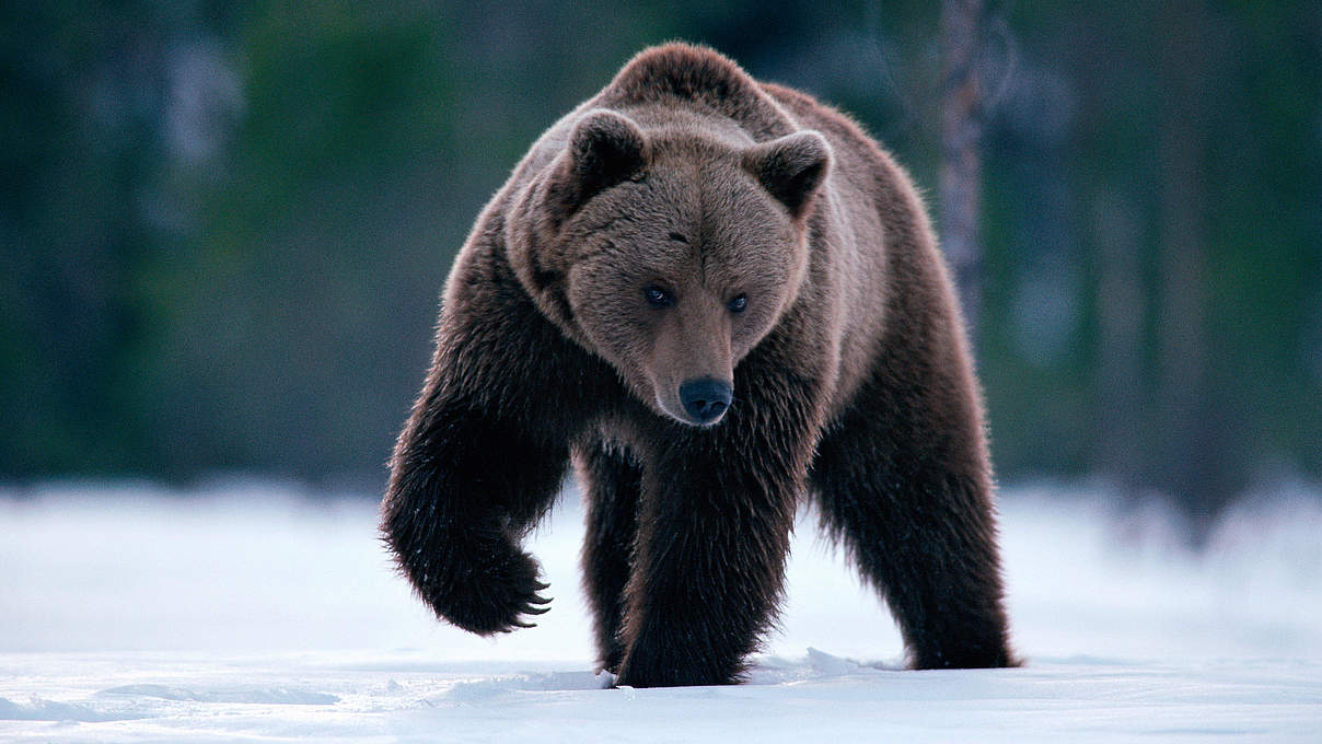 Braunbär in Schweden © Staffan Widstrand / WWF