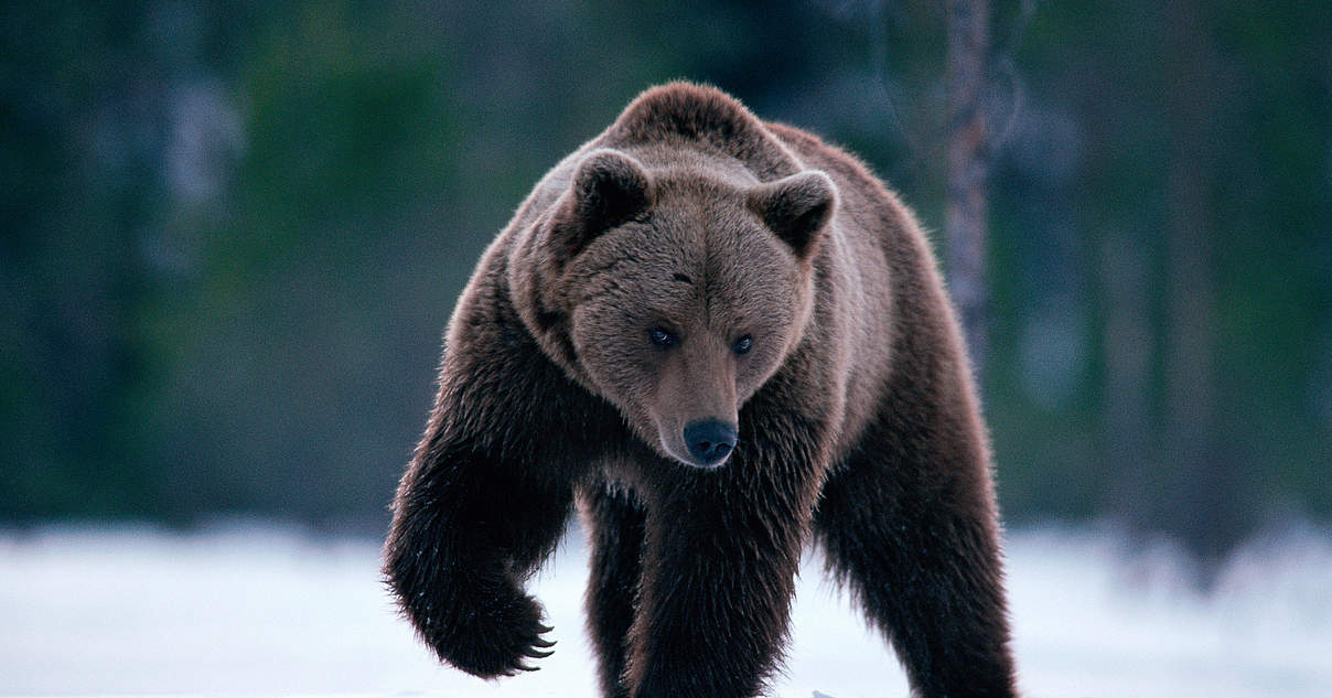 Braunbär in Schweden