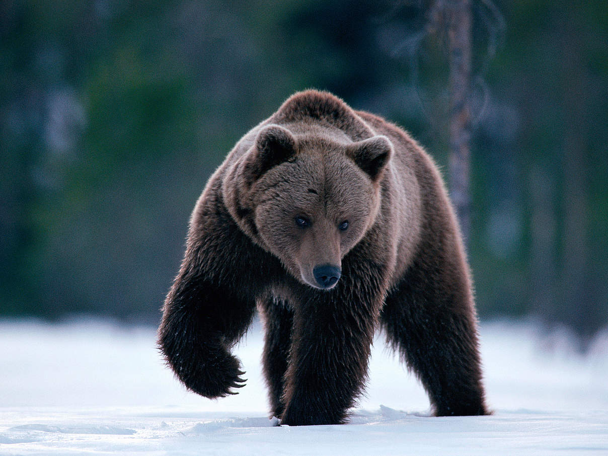 Braunbär in Schweden © Staffan Widstrand / WWF