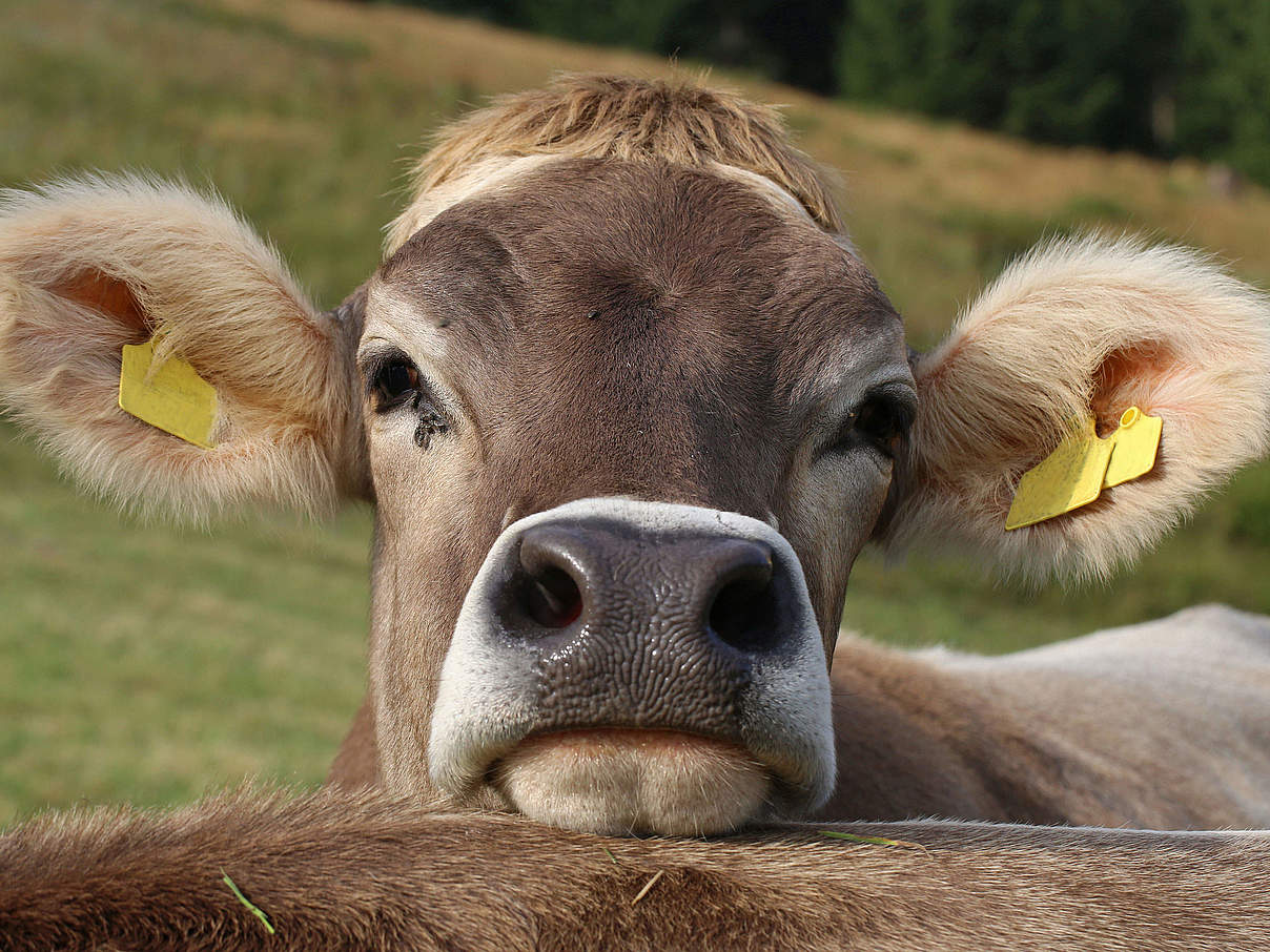 Kuh auf der Weide © hfoxfoto / iStock / Getty Images Plus