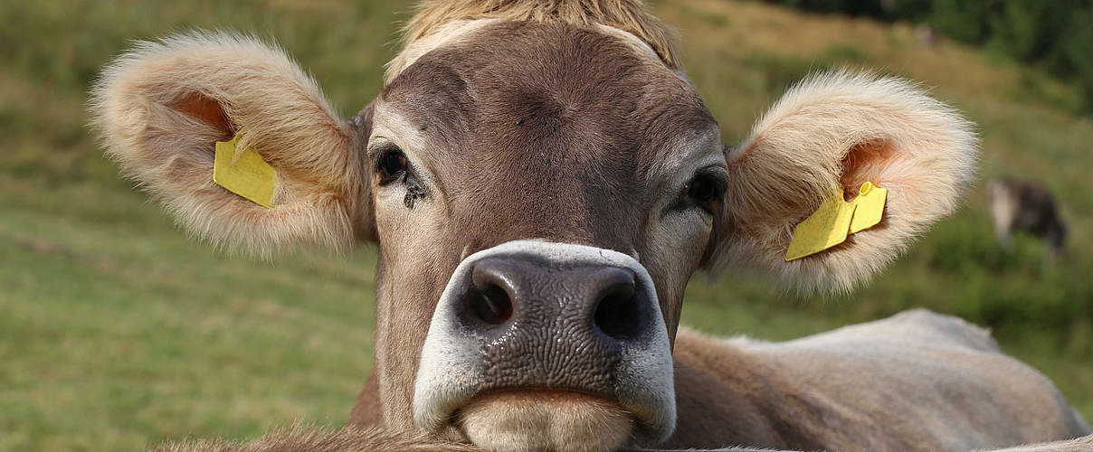 Kuh auf der Weide © hfoxfoto / iStock / Getty Images Plus
