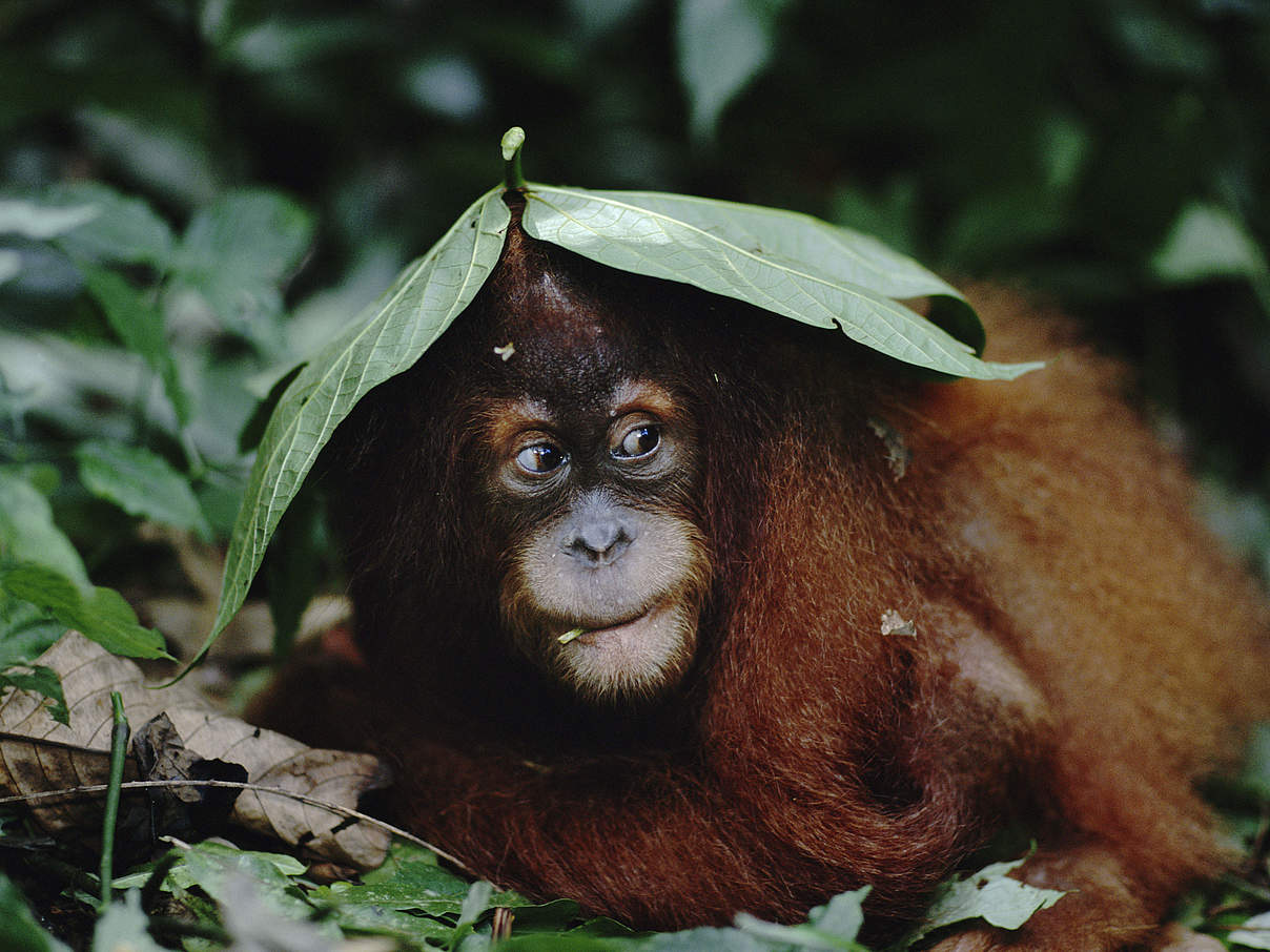 Sumatra Orang-Utan © naturepl.com / Anup Shah / WWF 