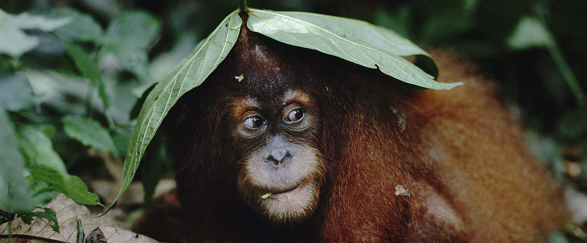 Sumatra Orang-Utan © naturepl.com / Anup Shah / WWF 