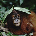 Sumatra Orang-Utan © naturepl.com / Anup Shah / WWF 