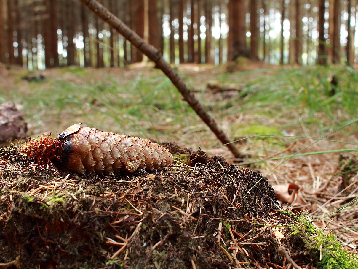 Tannenzapfen auf dem Boden 
