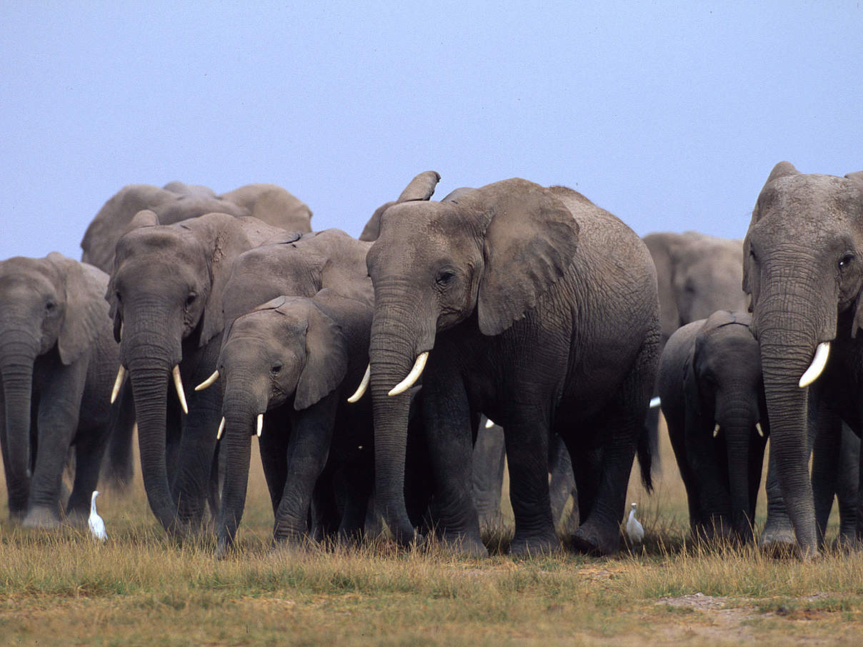 Herde afrikanischer Elefanten (Loxodonta africana) in Kenia © Martin Harvey / WWF