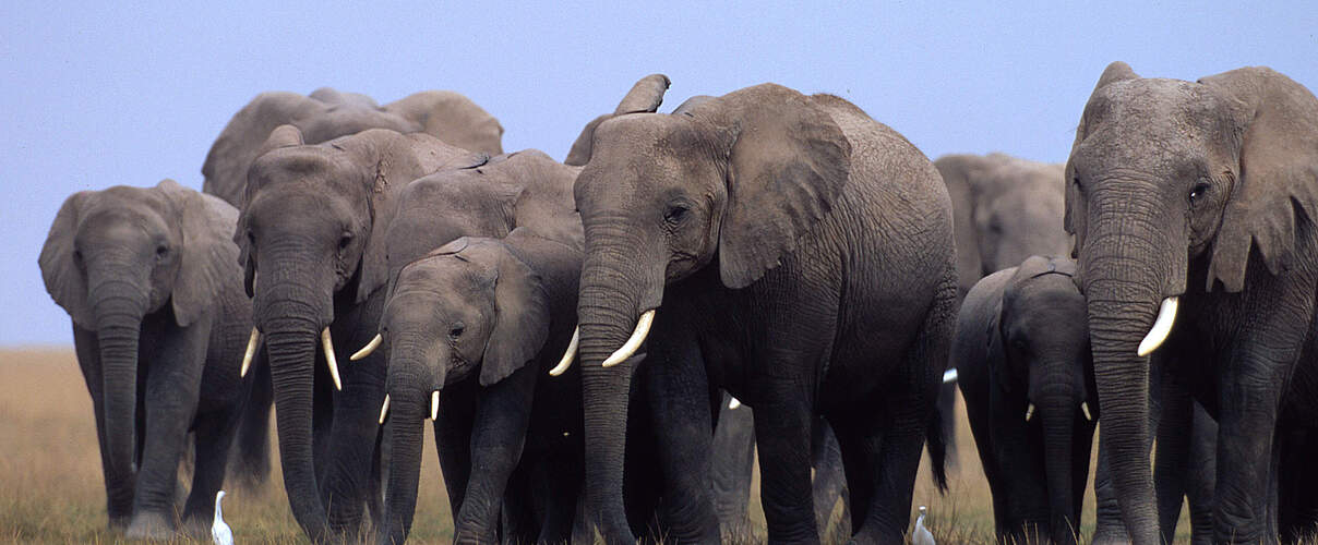 Herde afrikanischer Elefanten (Loxodonta africana) in Kenia © Martin Harvey / WWF