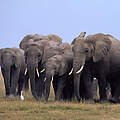 Herde afrikanischer Elefanten (Loxodonta africana) in Kenia © Martin Harvey / WWF