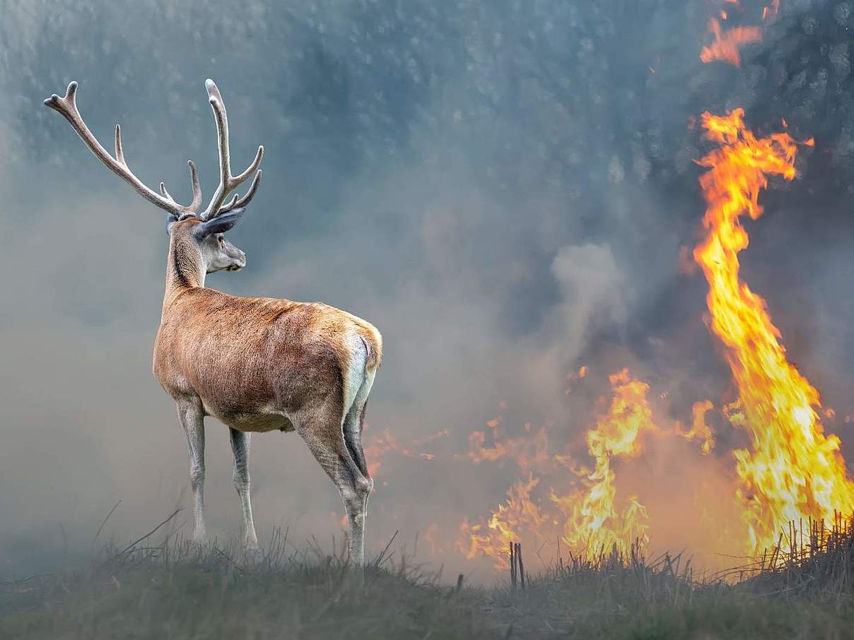 Waldbrände wüten in der Türkei und bedrohen zahlreiche Arten © Volodymyr Burdiak / Shutterstock