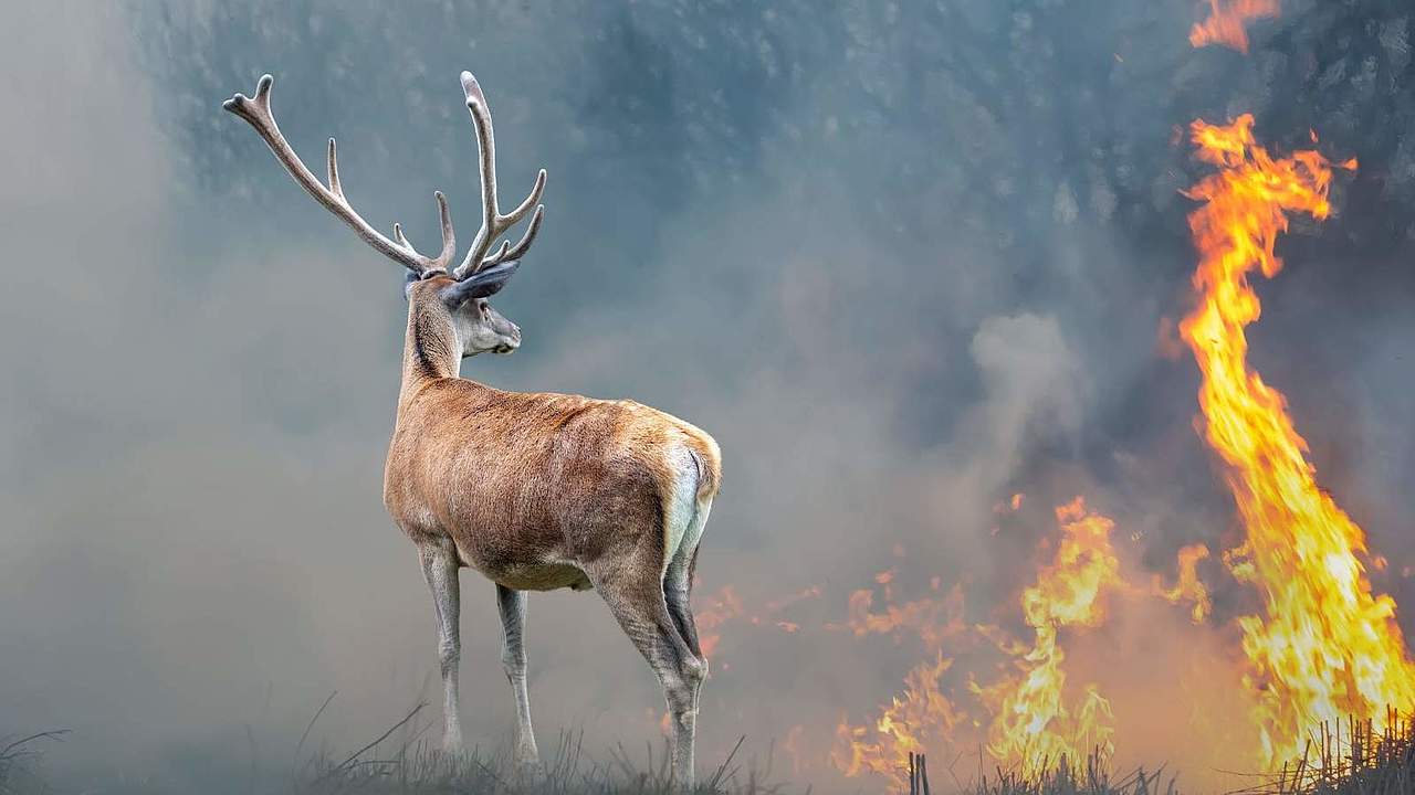 Waldbrände wüten in der Türkei und bedrohen zahlreiche Arten © Volodymyr Burdiak / Shutterstock