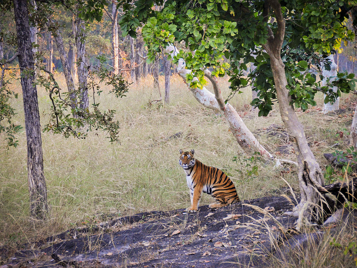 Wilder Tiger in Kanha, Indien © Joseph Vattakaven / WWF