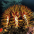 Bis zu einer esstellergroßen Fläche an Korallen frisst ein ausgewachsener Dornenkronenseestern täglich © iStock / Getty Images