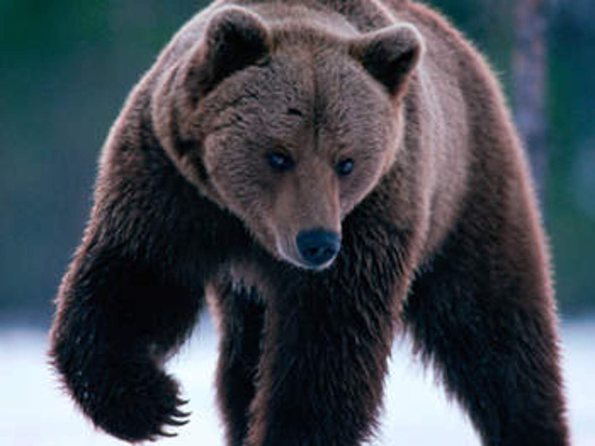 Braunbär. © Staffan Widstrand / WWF Braunbär. © Staffan Widstrand / WWF