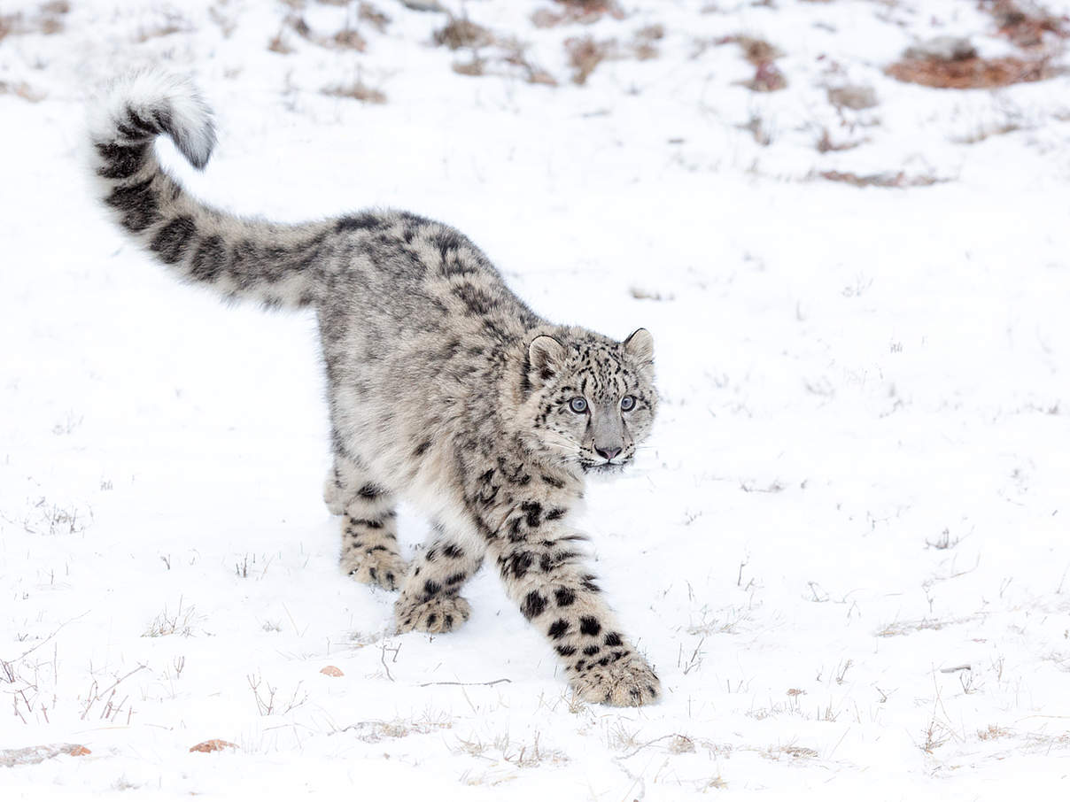 Junger Schneeleopard läuft im Schnee © June Jacobsen / iStock / Getty Images