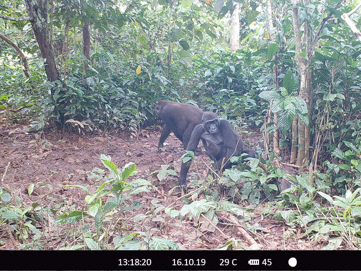 Aufnahme: Kamerafallenbild eines Gorilla-Pärchens © WWF