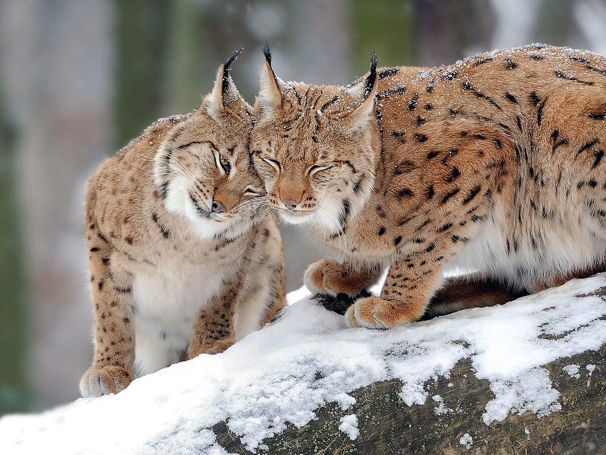 Paten Header Luchs © WWF
